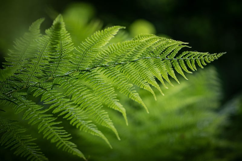 Elf Ferns