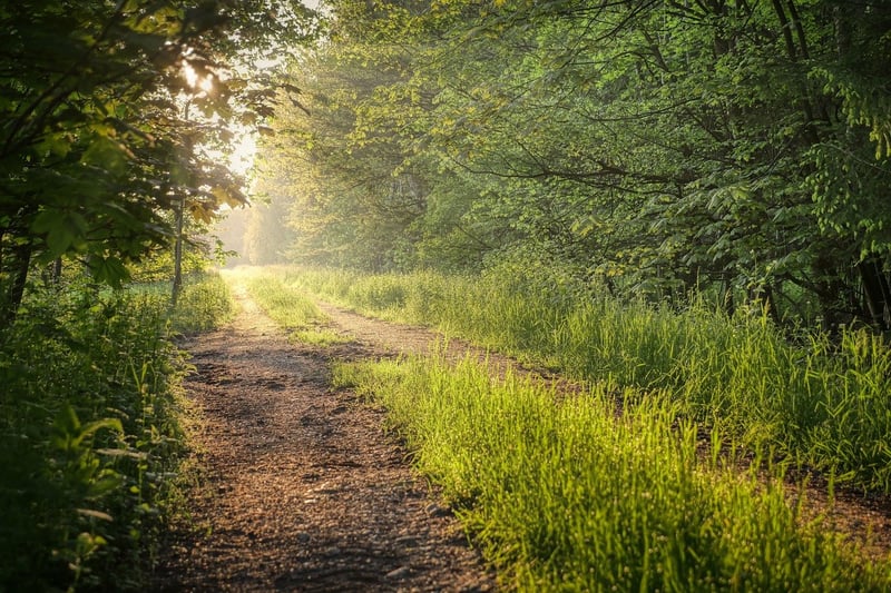 Enchanted Pathway